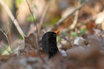 Image showing male blackbbird hiding amongst faded leaves