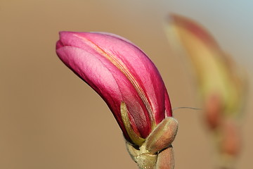 Image showing magnolia beautiful flower