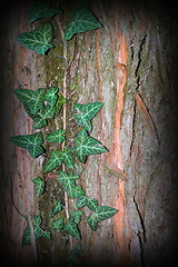 Image showing wild ivy growing on tree trunk