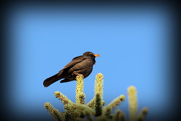 Image showing male blackbird singing in spring