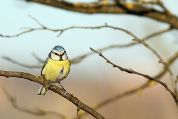 Image showing shivered blue tit