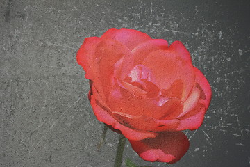 Image showing textured canvas red rose
