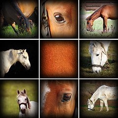 Image showing collection of horses pictures