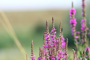 Image showing purple wild flowers growing in summer