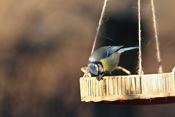 Image showing blue tit eating small seed