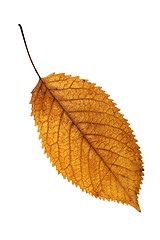 Image showing golden leaf isolated on white background