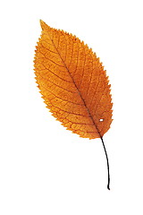 Image showing beautiful orange leaf