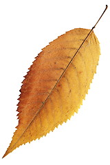 Image showing isolated orange autumn leaf