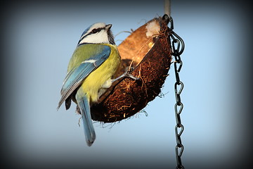 Image showing tiny garden bird on feeder