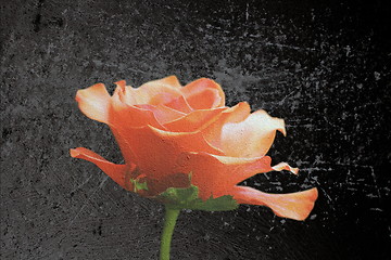 Image showing beautiful red rose scratched layer