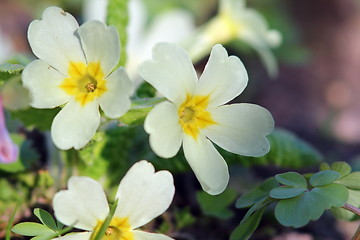 Image showing primula yellow flower