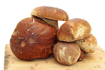 Image showing bunch of boletus edulis