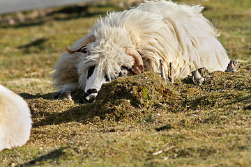 Image showing lazy ram on lawn