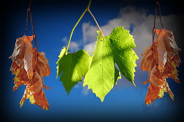 Image showing conceptual image of life and death with leaves