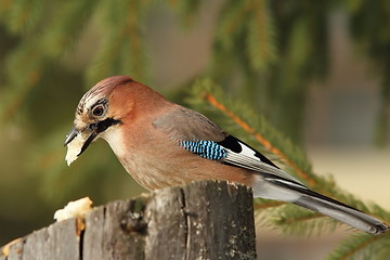 Image showing garrulus glandarius eating on stump feeder