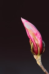 Image showing purple bud of magnolia flower