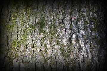 Image showing pine bark covered with green moss