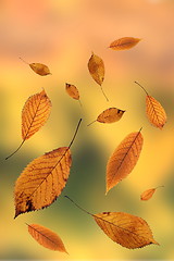 Image showing autumn leaves on out of focus background