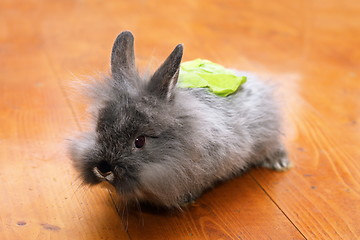 Image showing funny rabbit with salad on the back