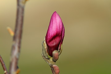 Image showing emerging magnolia purple flower