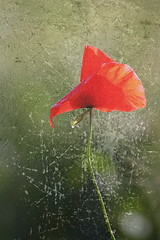 Image showing interesting distressed red poppy