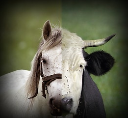 Image showing abstract montage of cow and horse heads