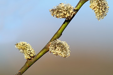 Image showing willow buds