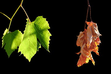 Image showing alive and dead leaves