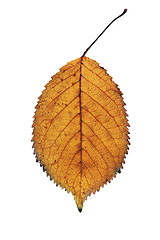 Image showing isolated gold cherry leaf detail