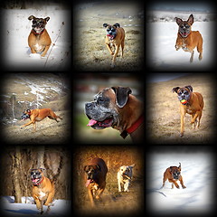 Image showing happy boxer breed images collection