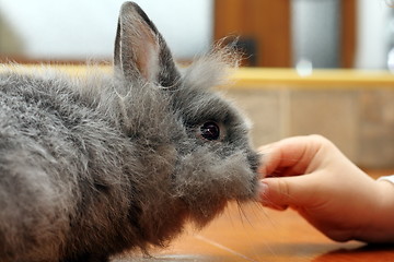 Image showing child hand feeding rabbit