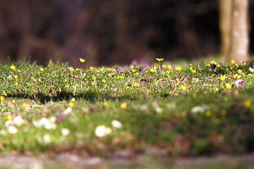 Image showing beautiful natural meadow in spring