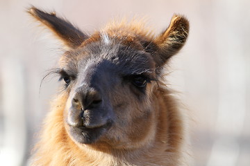 Image showing lama glama looking at the camera