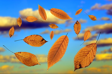 Image showing falling leaves over the sky