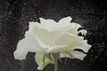 Image showing abstract view of white rose