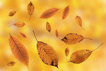 Image showing leaves falling on ground over autumn background