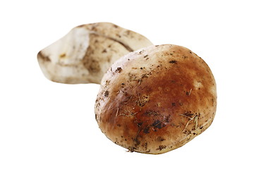 Image showing isolated eatable mushroom