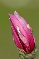 Image showing detail of purple flower of magnolia tree