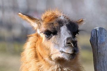 Image showing llama standing near farm fence