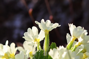 Image showing yellow primula flowers