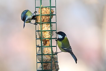 Image showing two different species on bird feeder