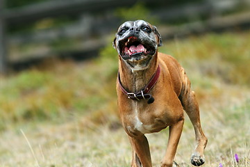 Image showing ugly boxer dog running