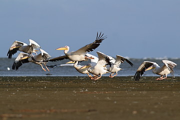 Image showing pelicans flock taking flight from the beach