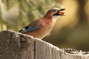 Image showing jay swallowing white bread