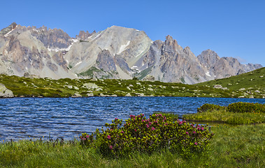 Image showing High Altitude Rosebays