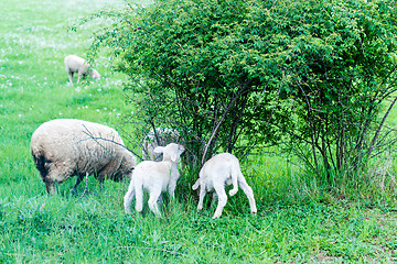 Image showing cute sheep family