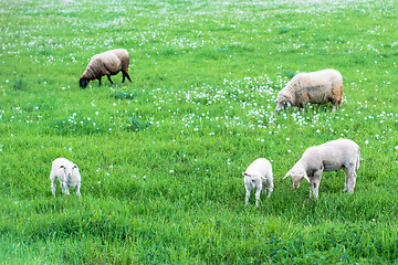 Image showing cute sheep family