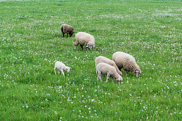 Image showing cute sheep family