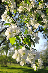 Image showing Apple blossoms in spring 