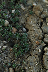 Image showing Small plant